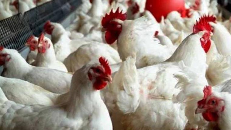 ڈسکہ :مرغی کے گوشت کی قیمت میں ایک بار پھر اضافہ 