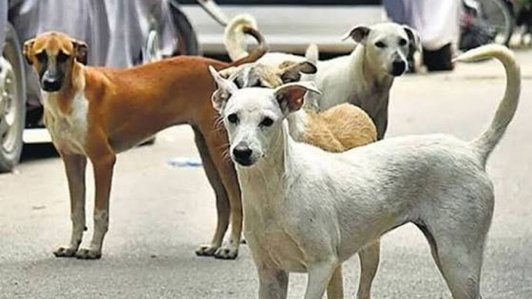 ٹھٹھ گھلواں میں آوارہ کتوں کا حملہ، دو بچوں سمیت تین زخمی