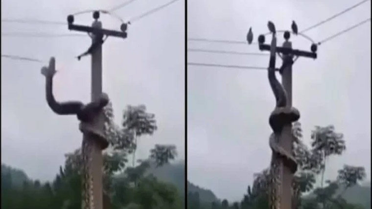 کبوتروں کا شکارکرنیوالاسانپ کرنٹ لگنے سے مرگیا 