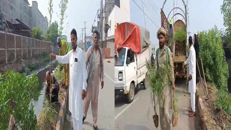  مریم نواز کا  ’’گرین لاہور‘‘ ویژن، عطا بخش روڈ پر شجر کاری کا آغاز