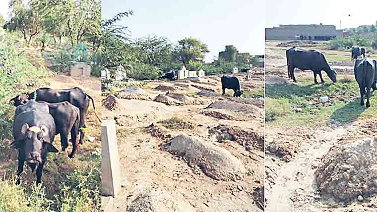 مکوآنہ قبرستان میں آوارہ جانوروں کی بھرمار، بے حرمتی 
