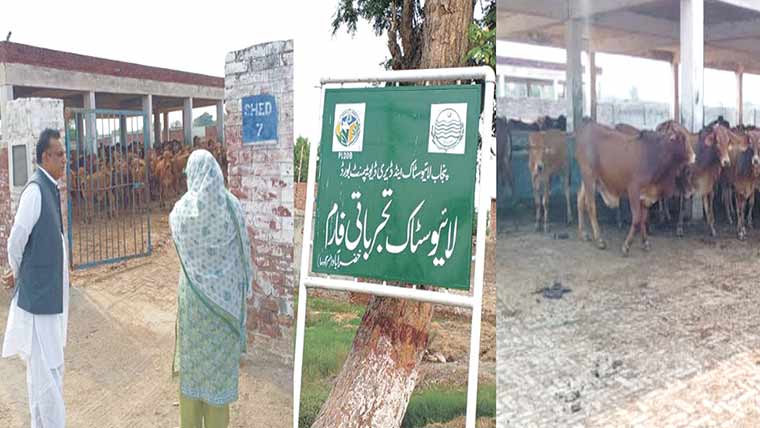 کمشنر کا خضر آباد لائیو اسٹاک تجرباتی فارم کا تفصیلی دورہ 