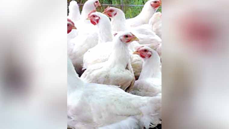 گوشت 7روپے کلوسستا