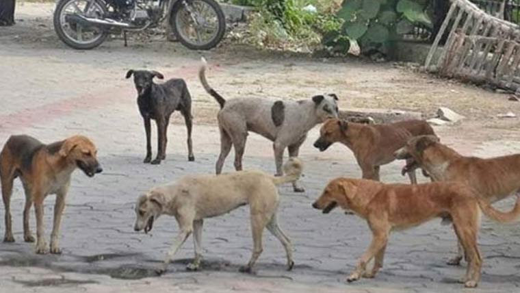 میرپورخاص :آوارہ کتوں کی بڑھتی تعداد سے سگ گزیدگی واقعات میں اضافہ 