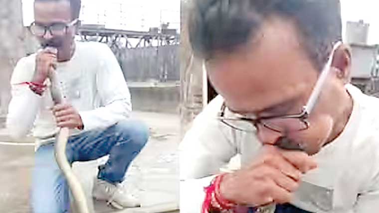 ایک شخص نے بے ہوش سانپ کو سی پی آر دے کربچالیا