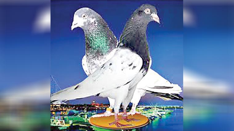کل سے اڑان ٹورنامنٹ کا آغاز 