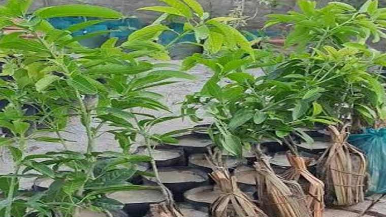 جھنگ میں ایک روز میں ایک  لاکھ پودے لگانے کا فیصلہ