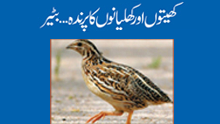 کھیتوں اور کھلیانوں کا پرندہ... بٹیر