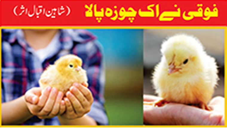 فوقی نے اک چوزہ پالا