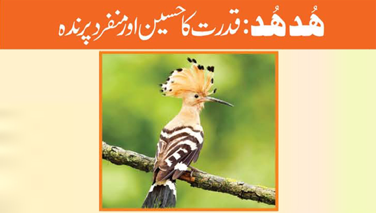 ہُد ہُد: قدرت کا حسین اور منفرد پرندہ