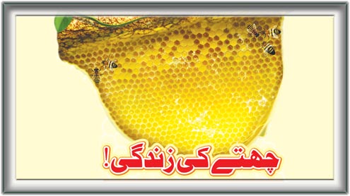 چھتے کی زندگی! 