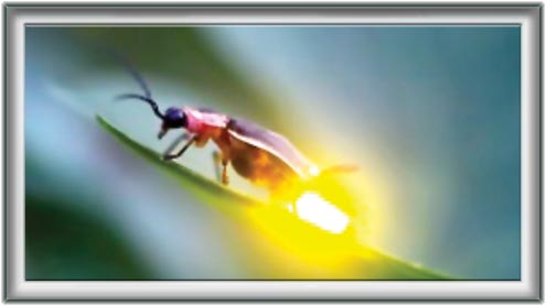 جگنو کی مشعل کیوں چمکتی ہے؟ 