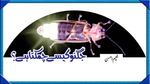جگنو کیسے چمکتا ہے؟