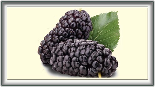 شہتوت: چھانگا مانگا کی سوغات 