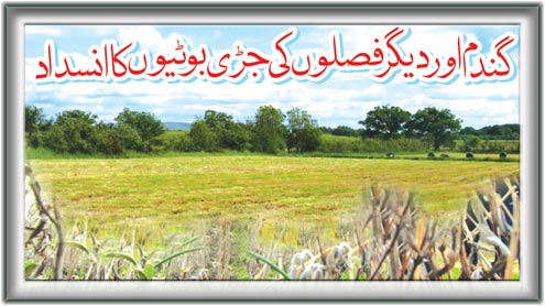 گندم اور دیگر فصلوں کی جڑی بوٹیوں کا انسداد 