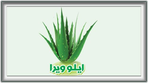 ایلوویرا 