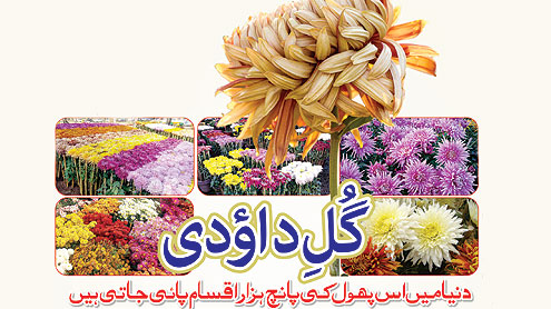 گُلِ داؤدی