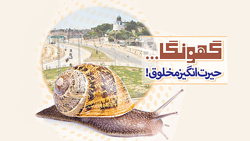گھونگا.... حیرت انگیز مخلوق !