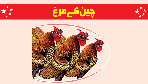 چین کے مرغ