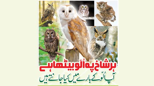 ہر شاخ پہ اُلّو بیٹھا ہے آپ اُلّوکے بارے میں کیا جانتے ہیں