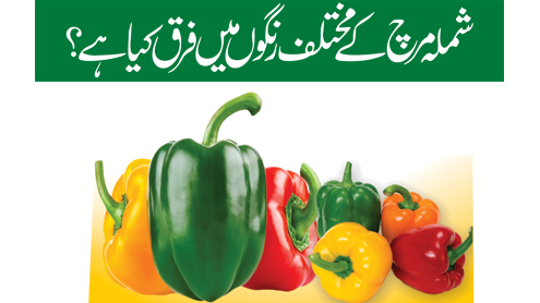 شملہ مرچ کے مختلف رنگوں میں فرق کیا ہے؟