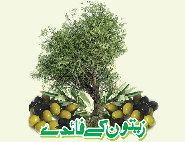  زیتون کے فائدے