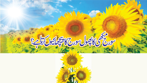 سورج مکھی کا پھول سورج کا پیچھا کیوں کرتا ہے؟
