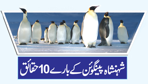 شہنشاہ پینگوئن کے بارے 10 حقائق