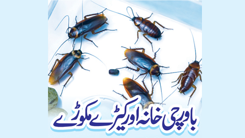  باورچی خانہ اور کیڑے مکوڑے