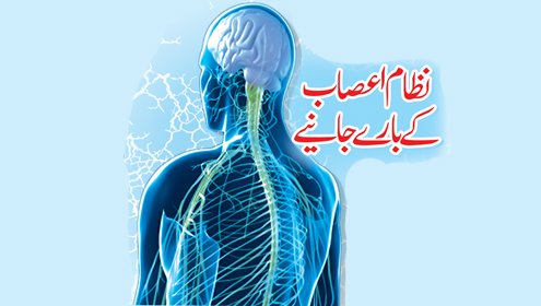 نظام اعصاب کے بارے جانیے