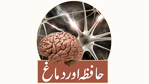 حافظہ اور دماغ