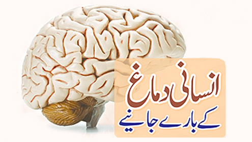 انسانی دماغ کے بارے جانیے