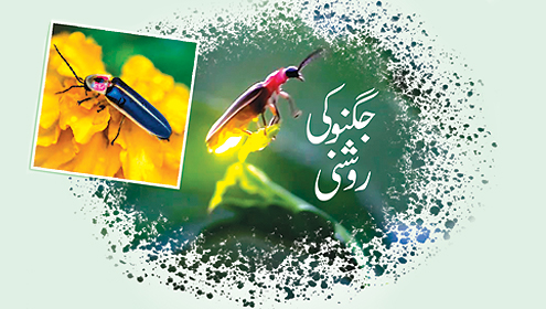 جگنو کی روشنی 