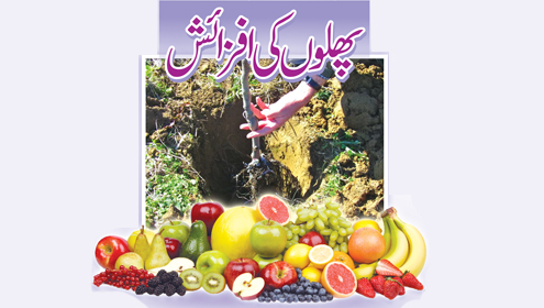 پھلوں کی افزائش
