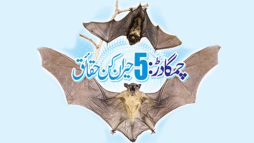 چمگادڑ: 5حیران کن حقائق