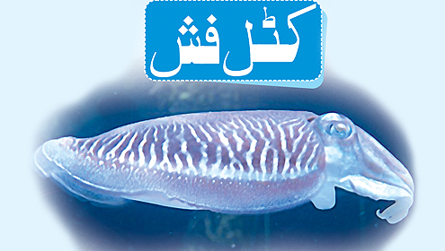 کٹل فش