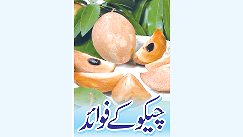 چیکو کے فوائد