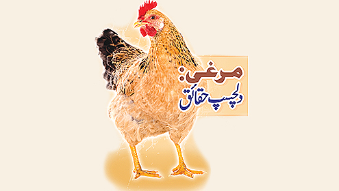 مرغی: دلچسپ حقائق