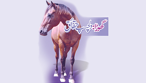 گھوڑا: دلچسپ حقائق