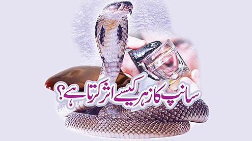 سانپ کا زہر کیسے اثر کرتا ہے ؟
