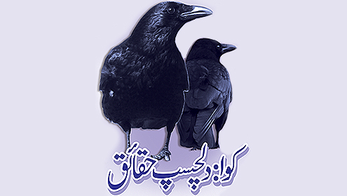 کوا : دلچسپ حقائق 