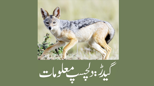 گیدڑ: دلچسپ معلومات