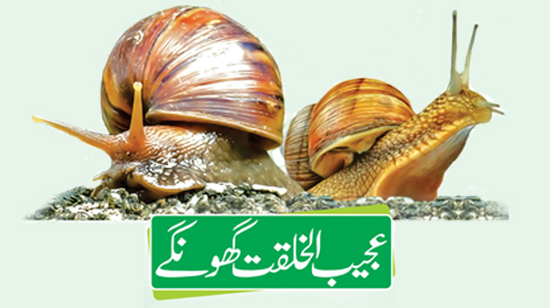 عجیب الخلقت  گھونگے
