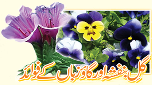 گلِ بنفشہ اور گاؤ زباں کے فوائد