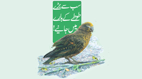 سب سے بڑے طوطے کے بارے میں جانیے!  