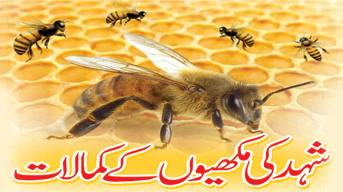 شہد کی مکھیوں کے کمالات