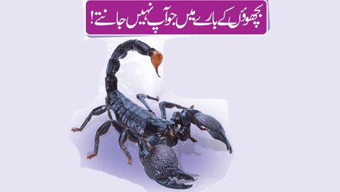 بچھوؤں کے بارے میں جو آپ نہیں جانتے!