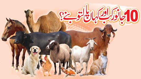 10 جانور کب اور کہاں پالتو بنے ؟