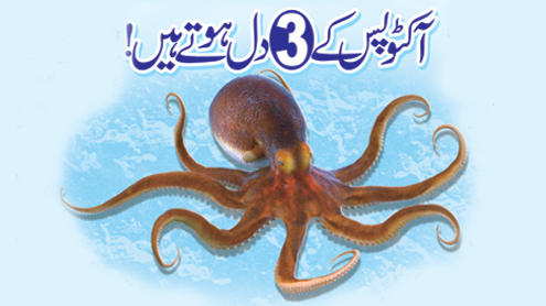آکٹوپس کے تین دل ہوتے ہیں!  