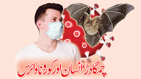  چمگادڑ ، انسان اور کورونا وائرس  